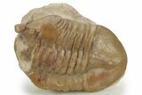 Bargain, Stalk-Eyed Asaphus Intermedius Trilobite - Russia #363089-1